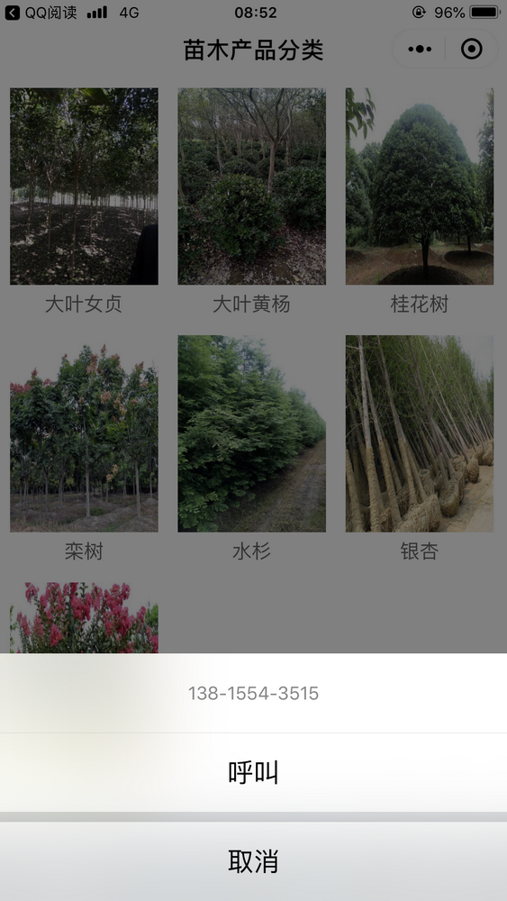 大葉女貞基地截圖