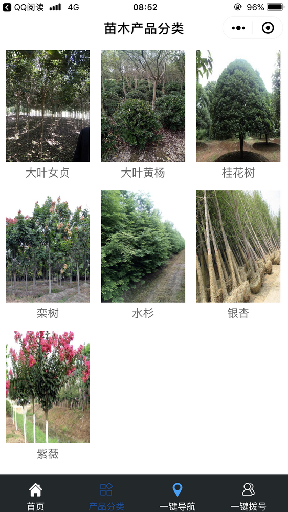 大葉女貞基地截圖