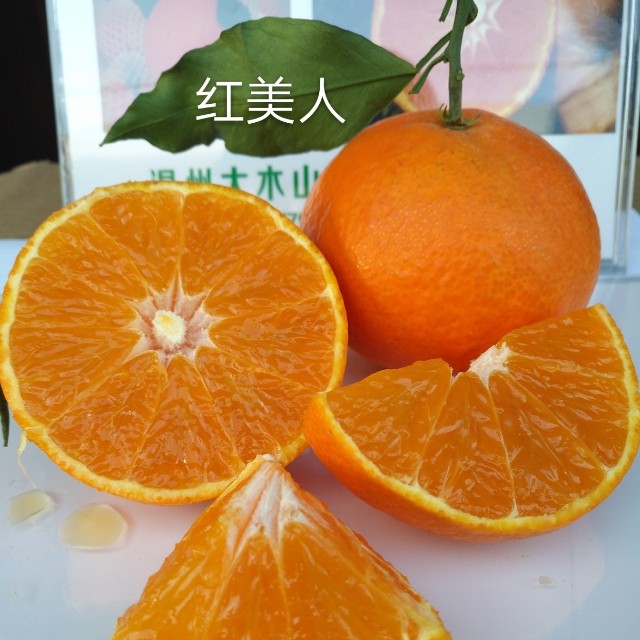 紅美人柑桔